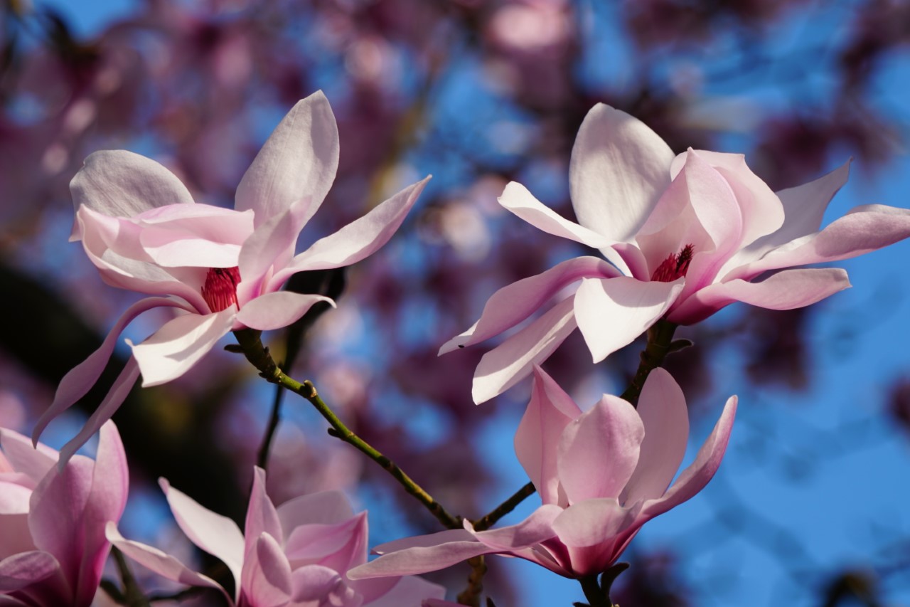 M. sprengeri var. diva 'Valley Splendour'